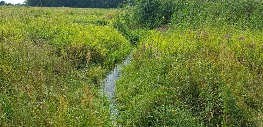 Działka rolna Kałuszyn. Zdjęcie 4