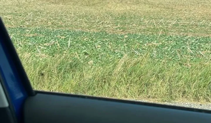 Działka rolno-budowlana Abramowice Prywatne