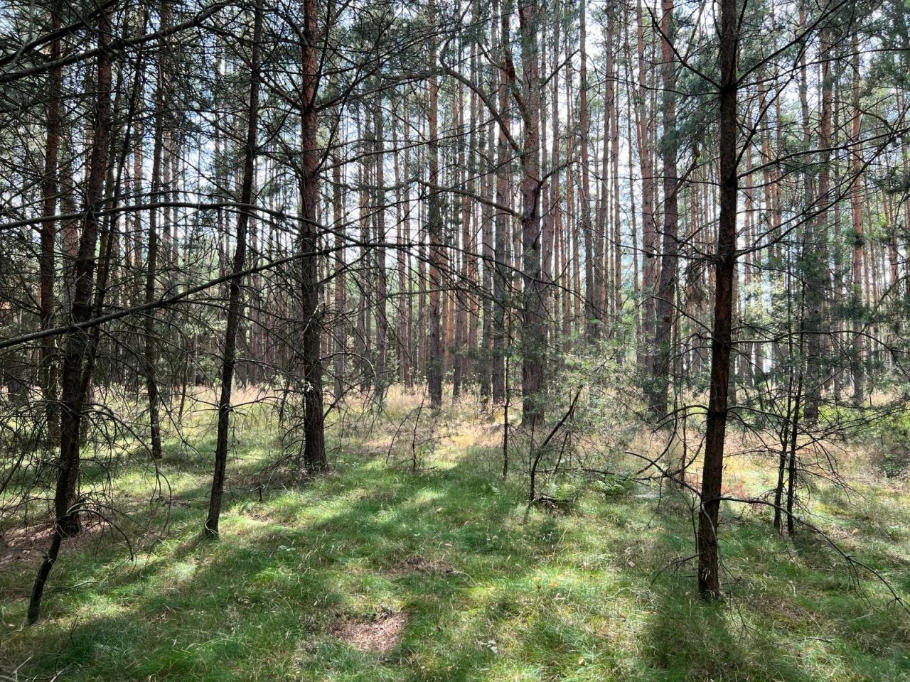 Działka rolna Trzebule. Zdjęcie 7