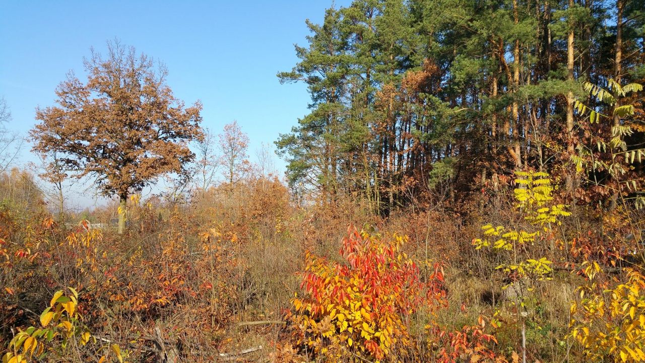 Działka inwestycyjna Marylka, ul. Akacjowa. Zdjęcie 2