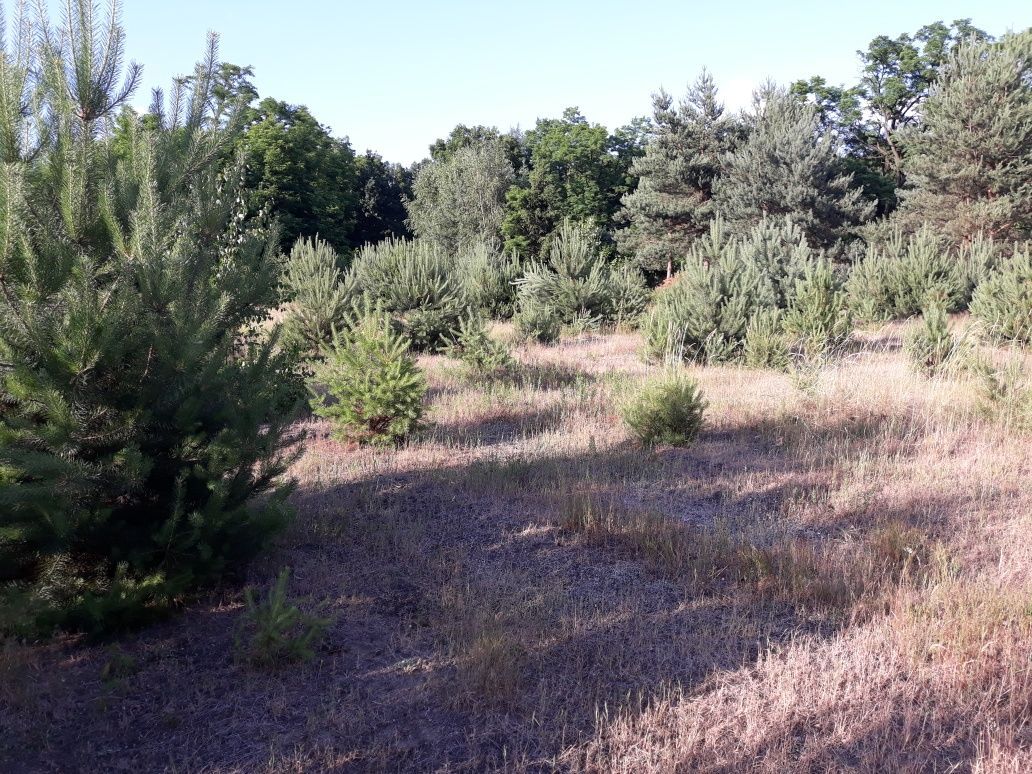 Działka budowlana Stefanów. Zdjęcie 2