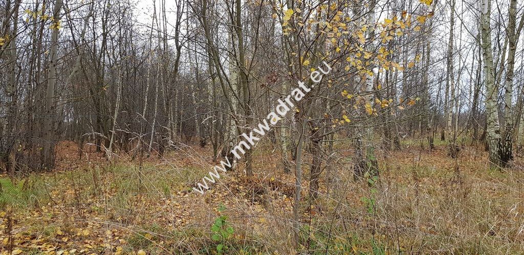 Działka budowlana Terenia. Zdjęcie 4