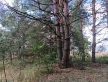 Działka rolna Rudnik nad Sanem. Zdjęcie 1