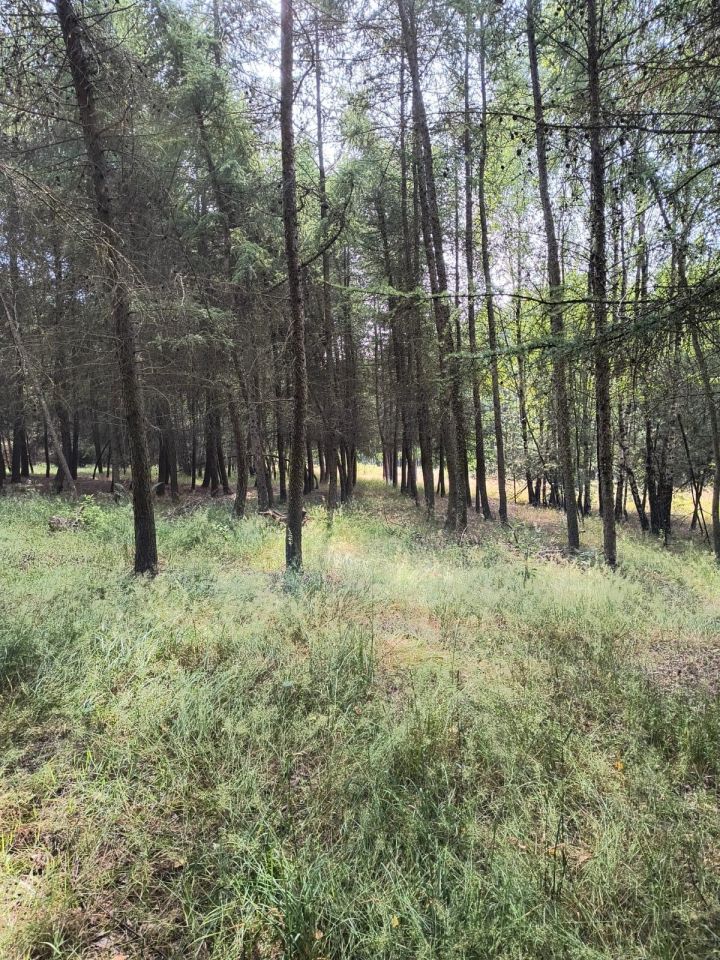 Działka rolna Dobrogoszczyce. Zdjęcie 4