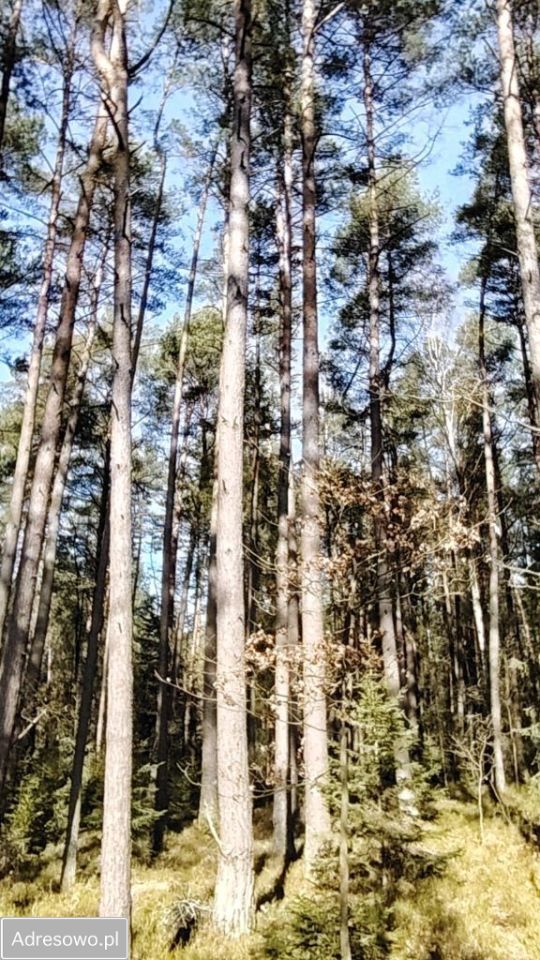 Działka leśna Wołów. Zdjęcie 2