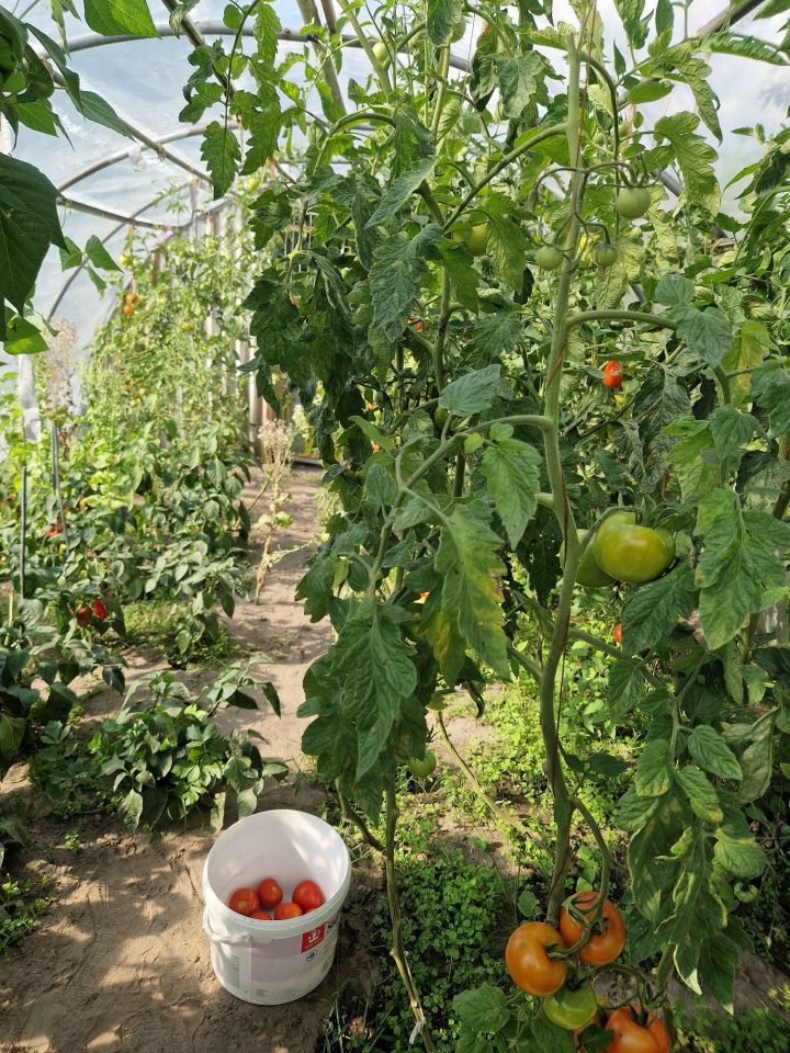 Działka rod Stargard, ul. Grudziądzka. Zdjęcie 4