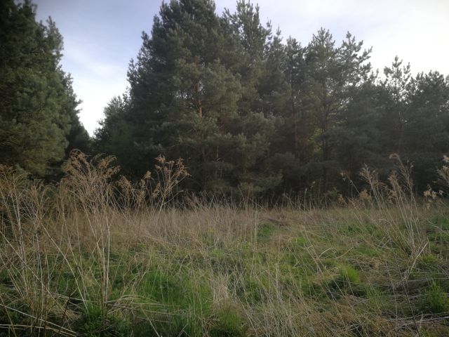 Działka budowlana Łoś, ul. Spółdzielcza. Zdjęcie 1