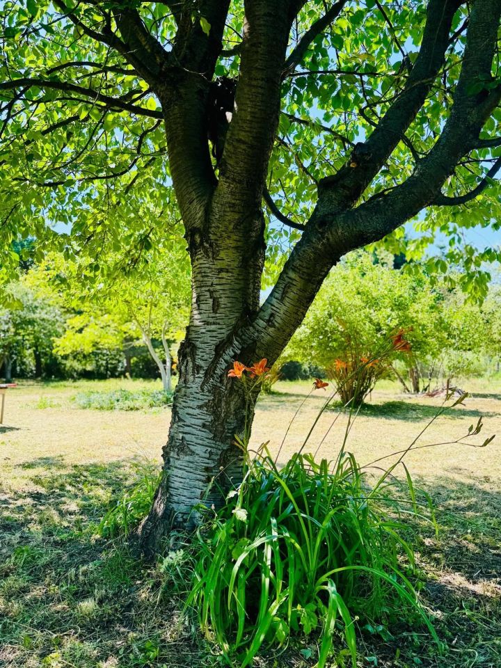 Działka rod Wschowa, al. PCK. Zdjęcie 8