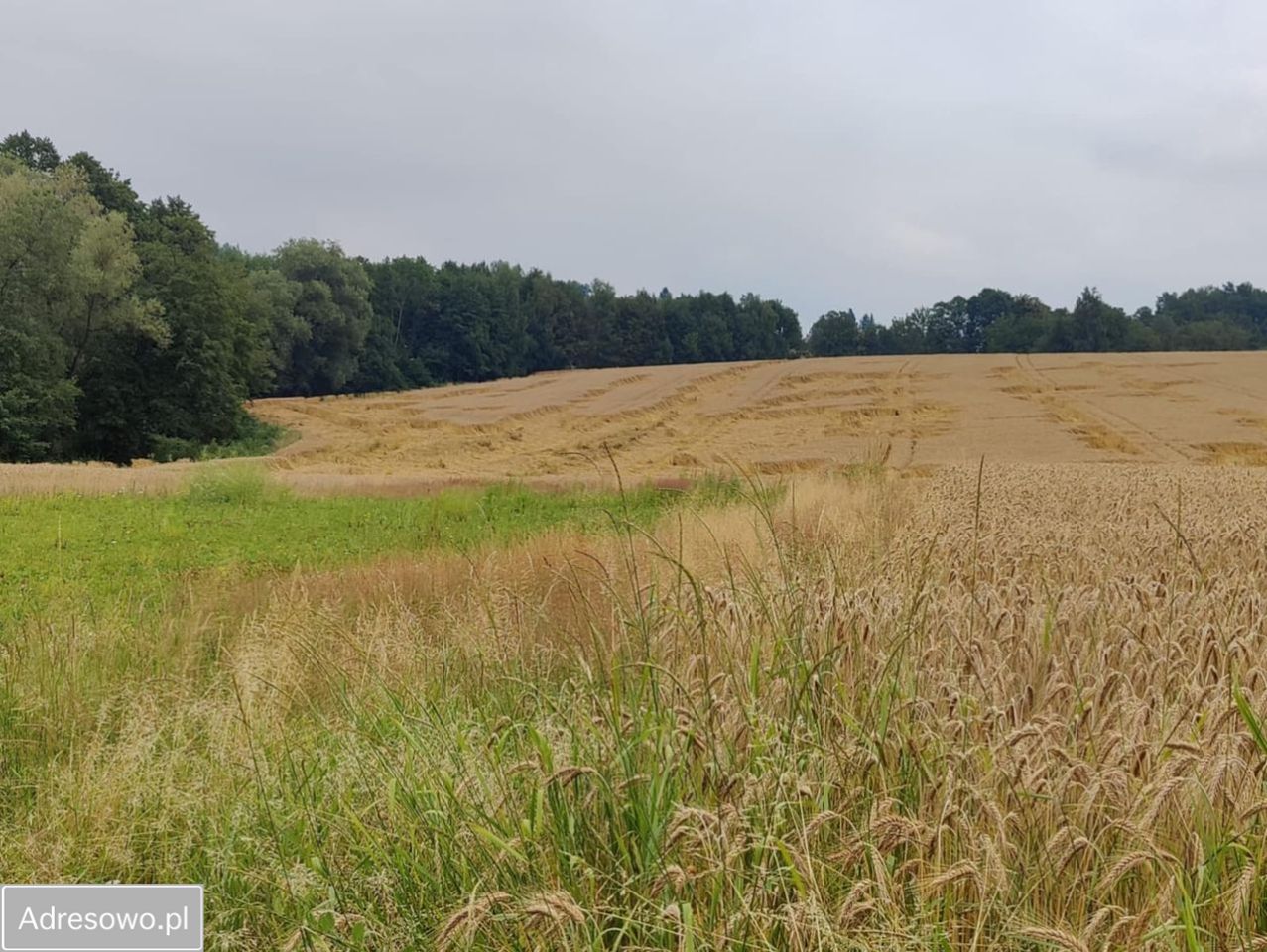Działka budowlana Międzyświeć, ul. Jeżynowa. Zdjęcie 5