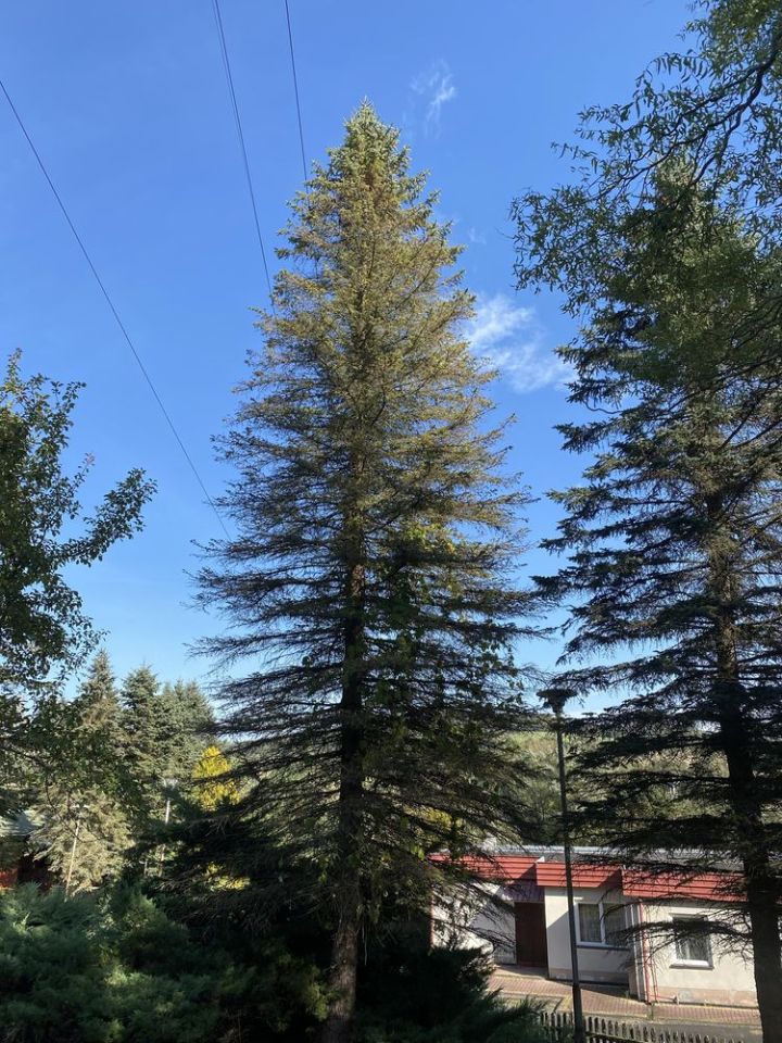 Działka budowlana Olszany. Zdjęcie 8