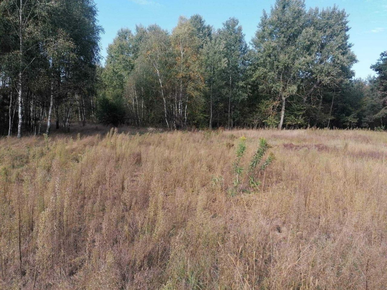 Działka rolno-budowlana Józefowo. Zdjęcie 6