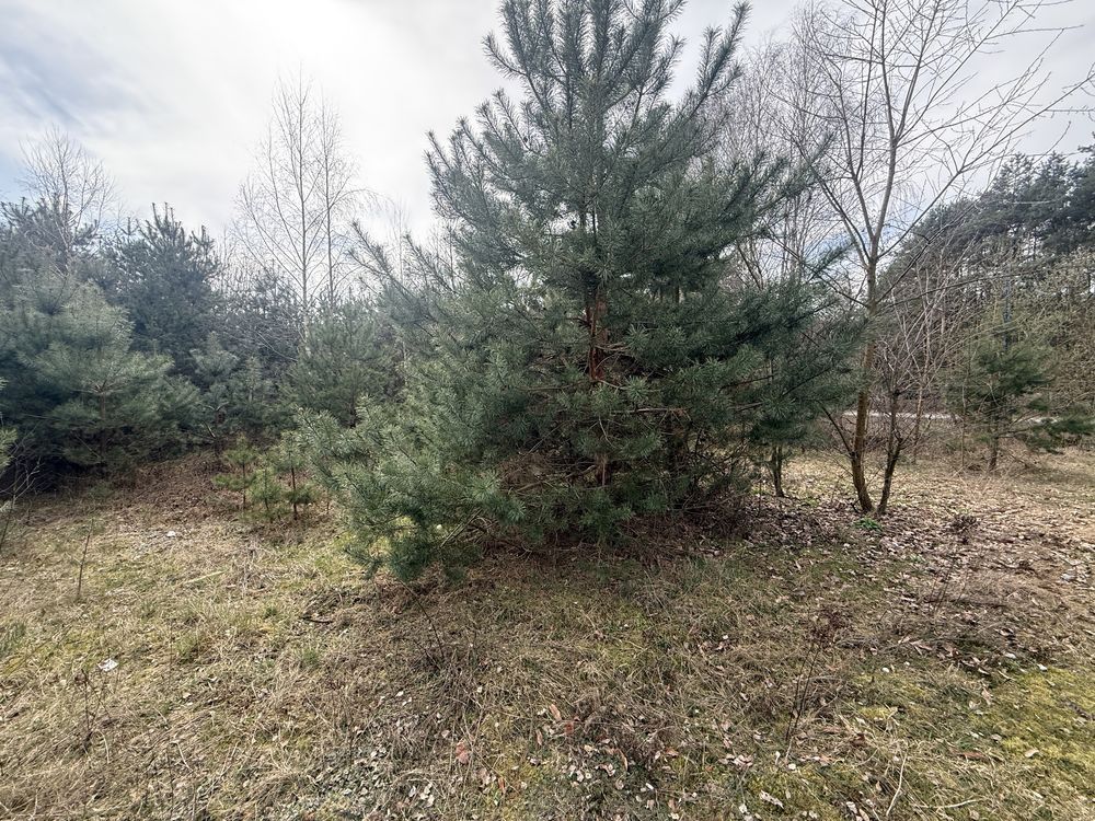 Działka budowlana Apolonia, ul. Słoneczna. Zdjęcie 6