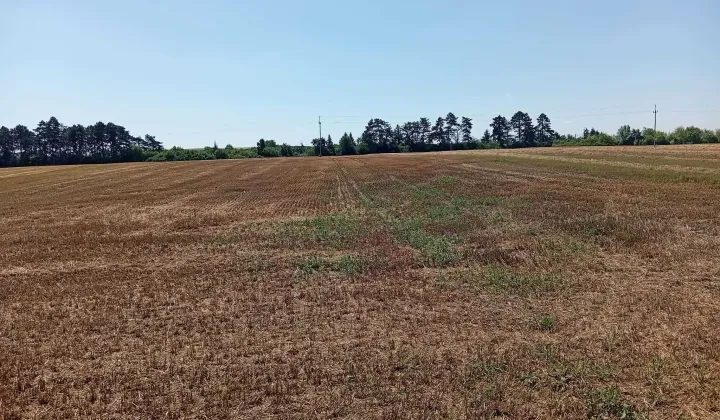 Działka rolna Kanie