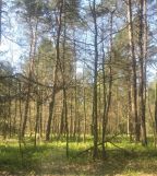 Działka leśna Przełaj Czepiecki. Zdjęcie 2