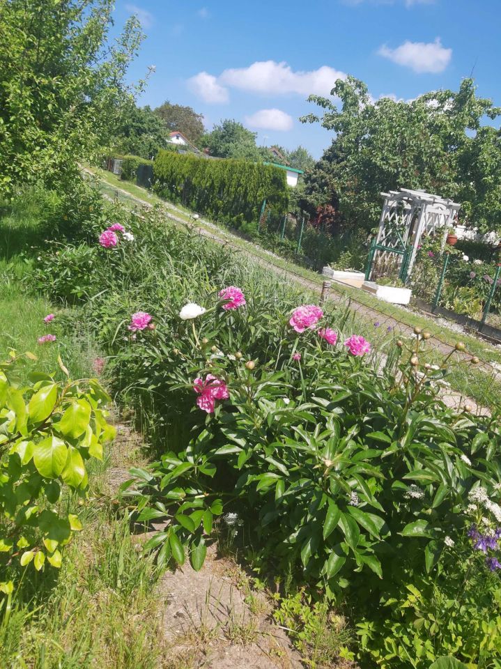 Działka rod Kołobrzeg, ul. Janiska. Zdjęcie 2