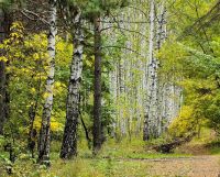 Działka leśna Wronów. Zdjęcie 1