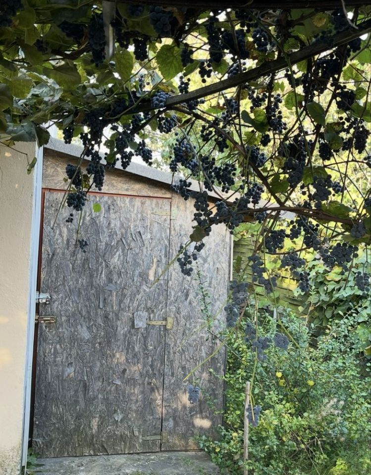 Działka rod Kalisz, ul. Pogodna. Zdjęcie 7