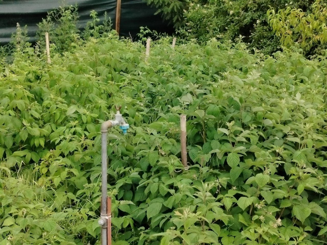 Działka rod Lubiszewo Tczewskie. Zdjęcie 6