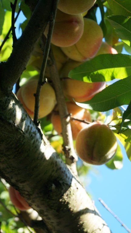 Biuro Niedalino. Zdjęcie 15