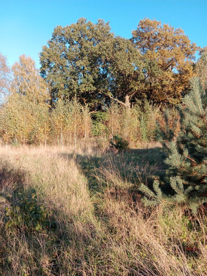 Działka budowlana Bogusławki. Zdjęcie 5