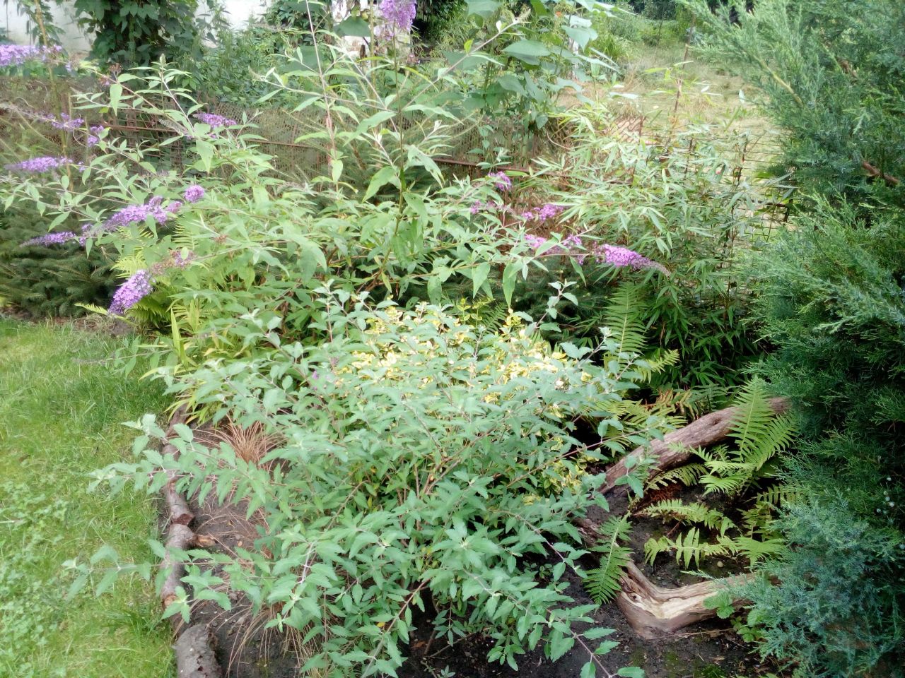 Działka rod Wrocław Ołbin, ul. Stefana Jaracza, Bolesława Prusa. Zdjęcie 7