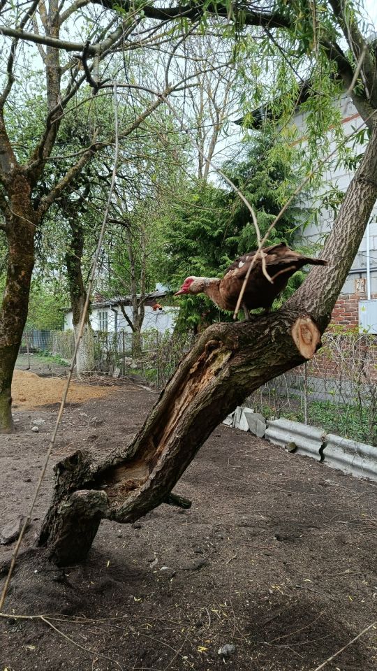 siedlisko, 2 pokoje Niedziałowice Pierwsze. Zdjęcie 9