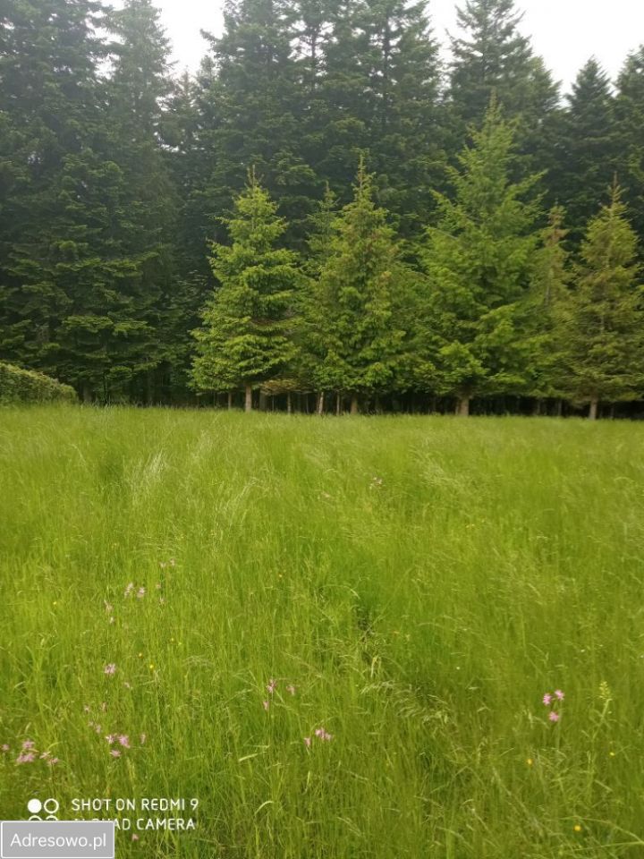 Działka rolno-budowlana Zawoja Błędna. Zdjęcie 6