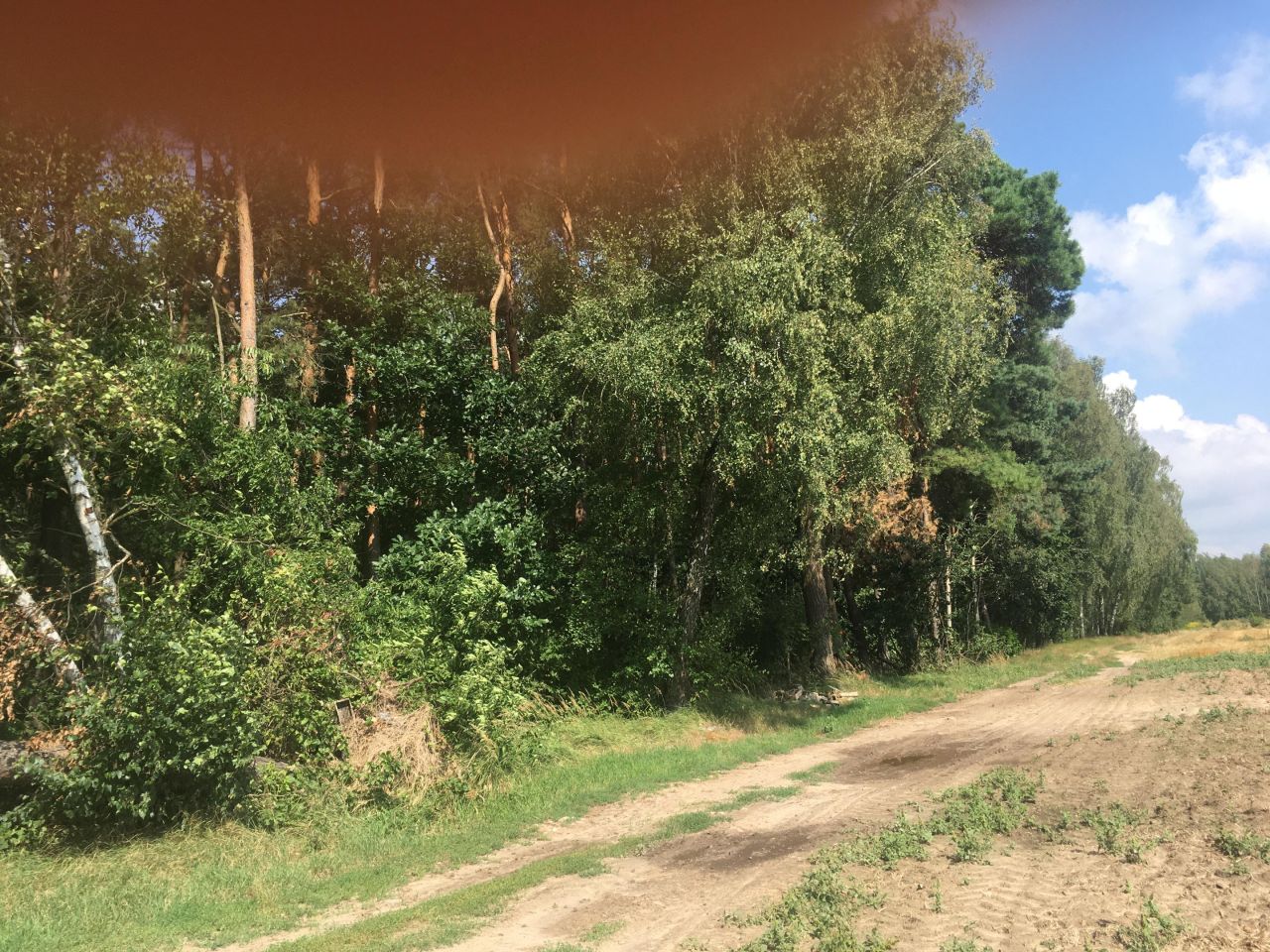 Działka leśna Krysk. Zdjęcie 6