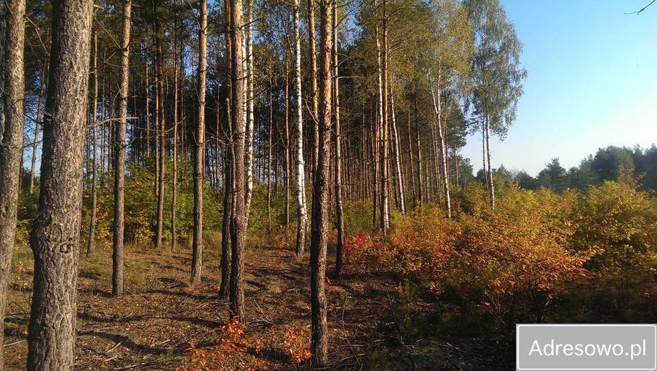 Działka leśna Szczechowo. Zdjęcie 10