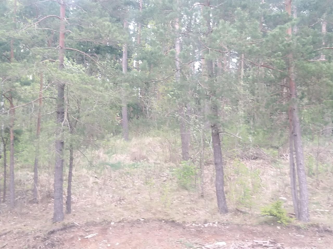 Działka rolna Dębowo. Zdjęcie 13
