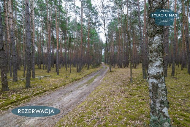 Działka leśna Kije. Zdjęcie 26