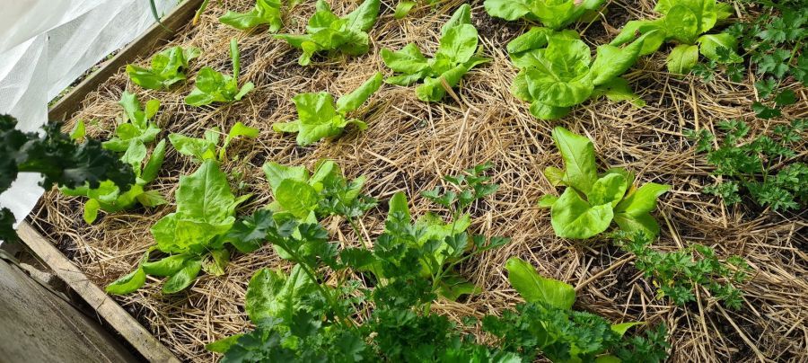 Działka rod Gdańsk Stogi, ul. Ugory. Zdjęcie 9