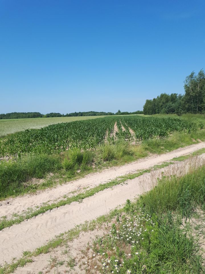 Działka budowlana Tryczówka. Zdjęcie 2