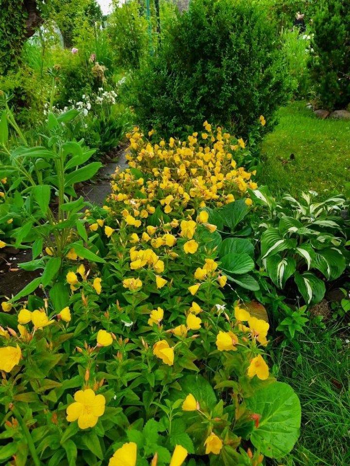 Działka rod Olsztyn, al. Aleja Generała Władysława Sikorskiego. Zdjęcie 6