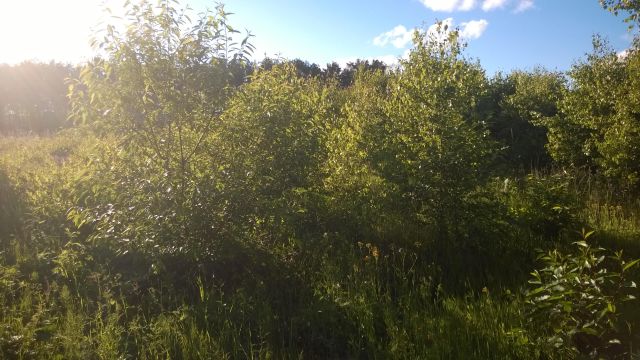 Działka budowlana Pluski, ul. Polna. Zdjęcie 15