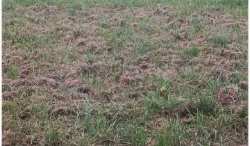 dom wolnostojący, 2 pokoje Brzezie Gruszki