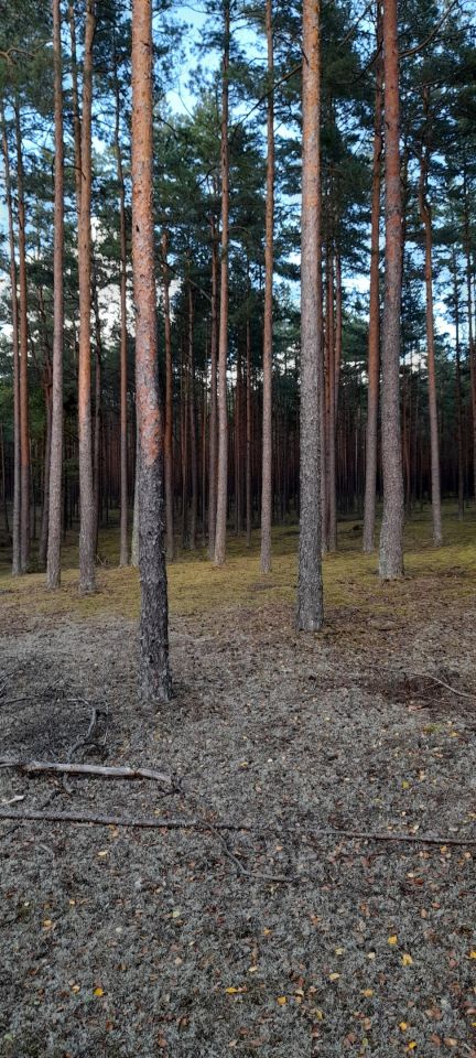 Działka leśna Owink. Zdjęcie 12