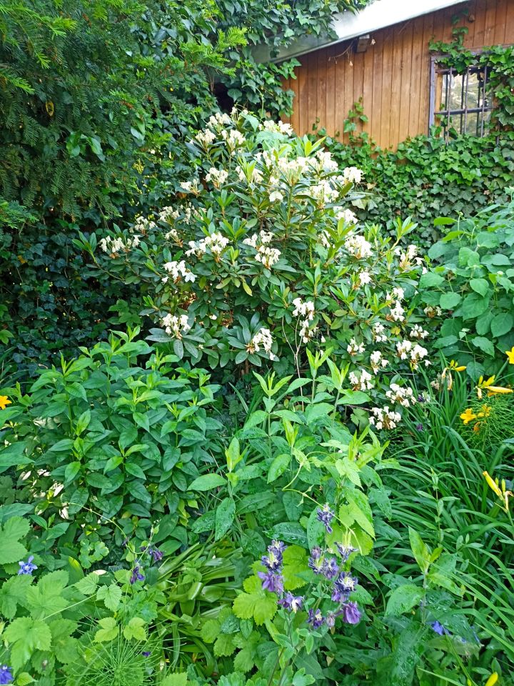 Działka rod Warszawa Mokotów, al. Niepodległości. Zdjęcie 6