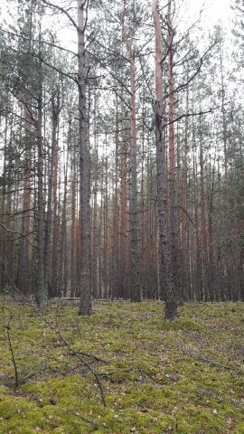 Działka leśna Huta Drewniana. Zdjęcie 1