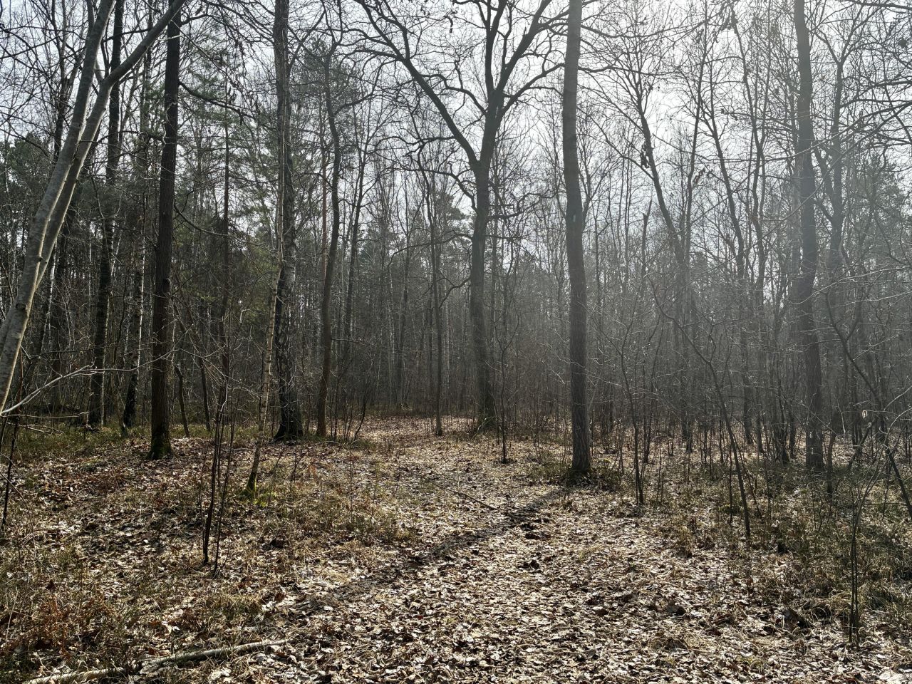 Działka leśna Nowy Prażmów, ul. Leśna. Zdjęcie 4