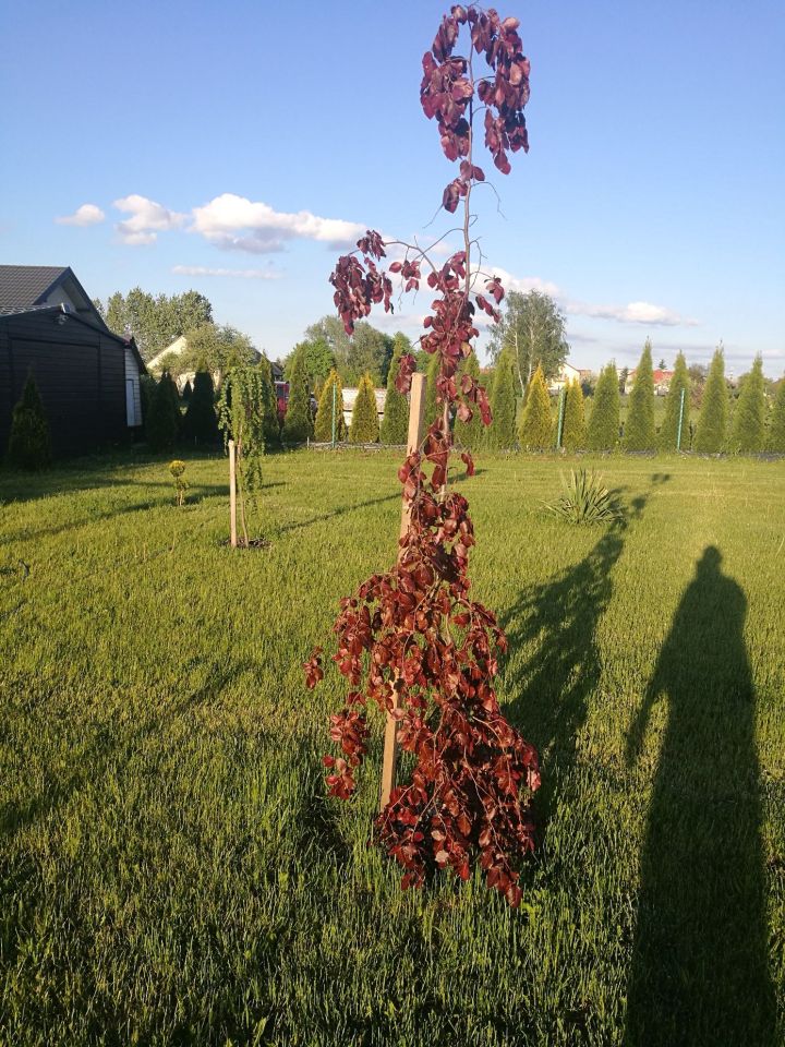 Działka budowlana Łomża. Zdjęcie 3