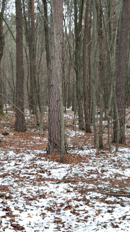 Działka leśna Chłopków. Zdjęcie 2