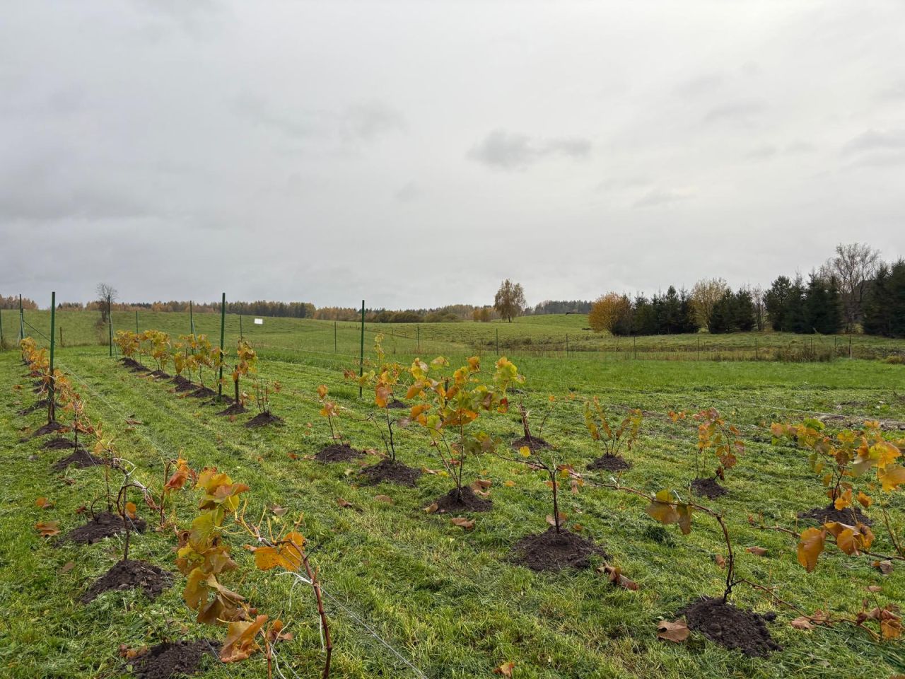 Działka siedliskowa Iwaniszki. Zdjęcie 8