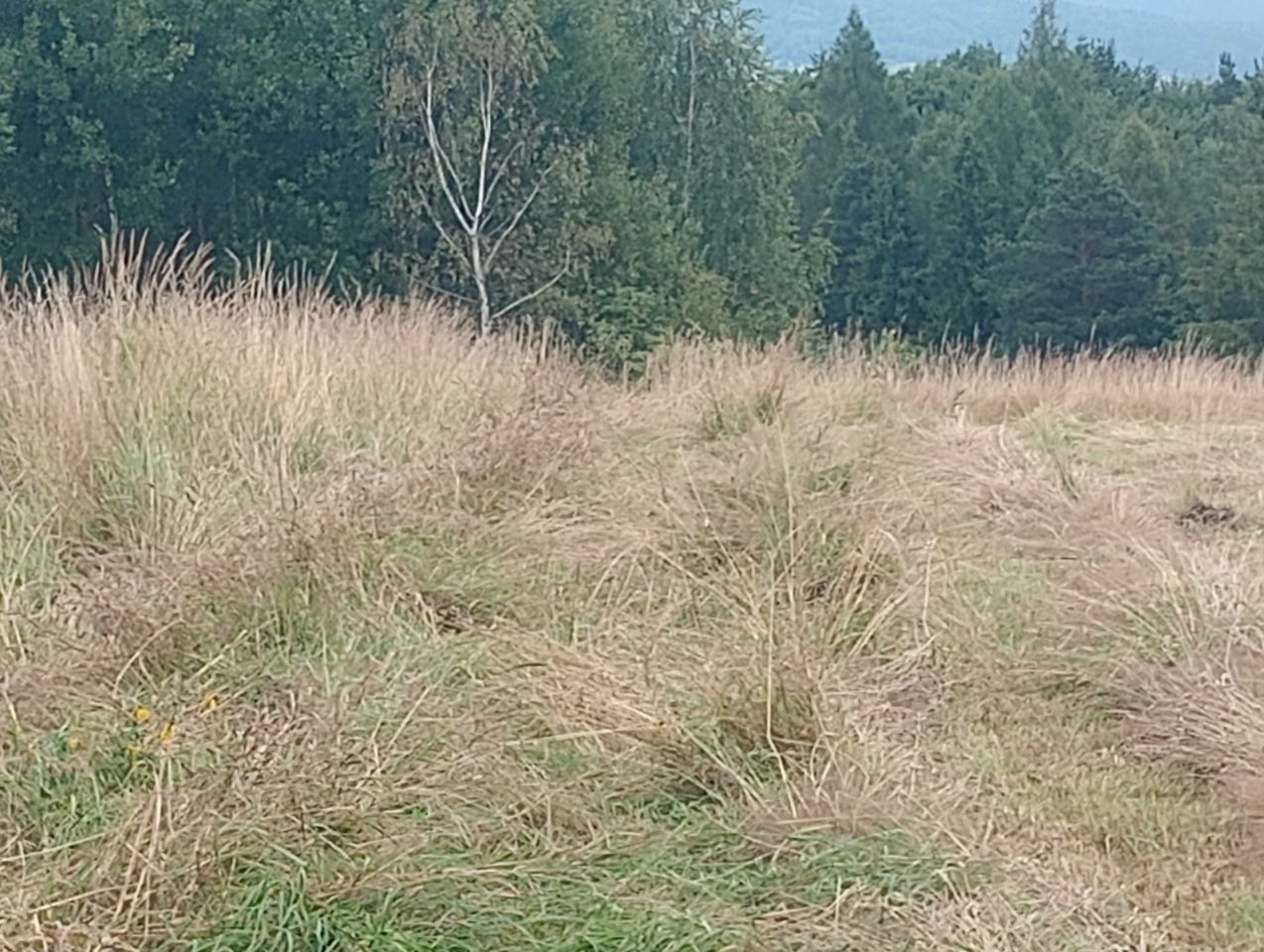Działka budowlana Jordanów, ul. Hajdówka. Zdjęcie 4