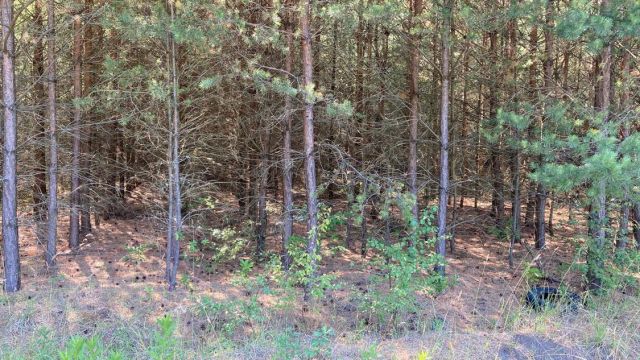 Działka leśna Zajączek. Zdjęcie 3