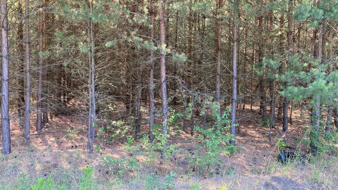 Działka leśna Zajączek. Zdjęcie 3