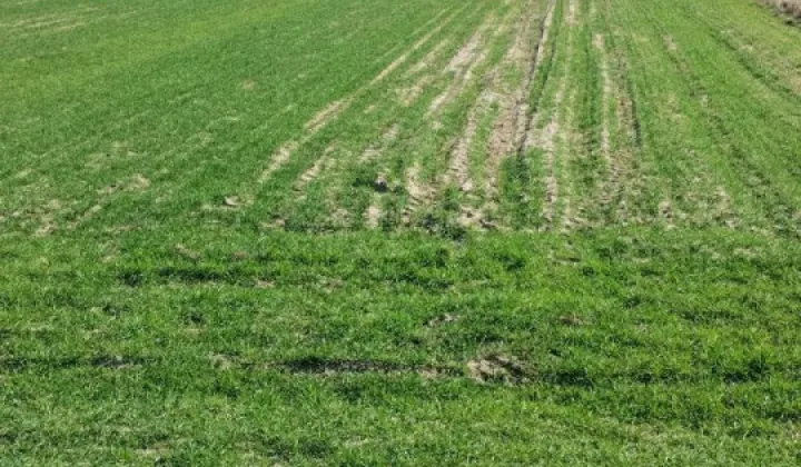 Działka budowlana Mrozy