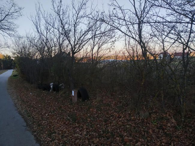 Działka budowlana Zajączków. Zdjęcie 6