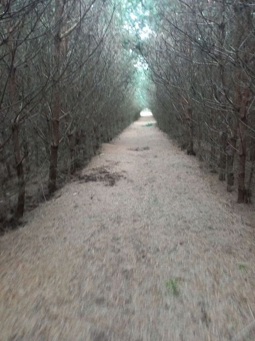 Działka leśna Szostek. Zdjęcie 5