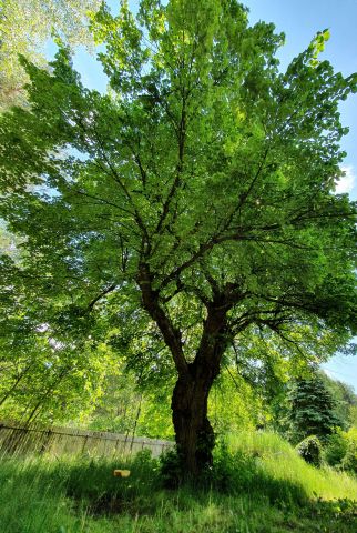 Działka siedliskowa Wola Władysławowska. Zdjęcie 18